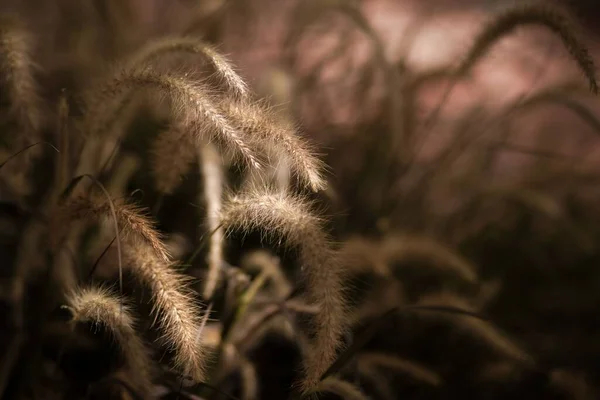 Zbliżenie Trawy Desho Światłem Słonecznym Polu Pennisetum Pedicellatum — Zdjęcie stockowe