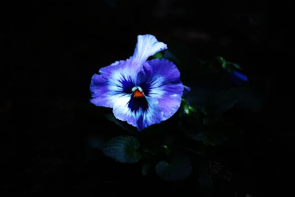 Close Flor Tricolor Viola Florescendo Fundo Embaçado — Fotografia de Stock