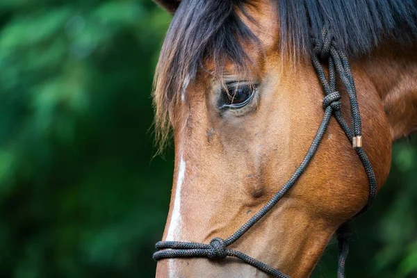 Głowa Brązowego Konia Zbliżeniu — Zdjęcie stockowe
