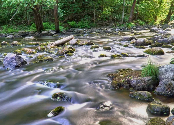 Řeka Protékající Zeleným Lesem — Stock fotografie