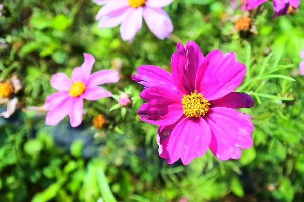 Closeup Shot Blooming Purple Flowers — Stock Photo, Image