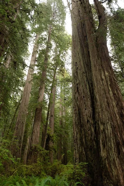 Een Verticaal Shot Van Weelderige Groene Sitka Sparren Bomen Redwood — Stockfoto