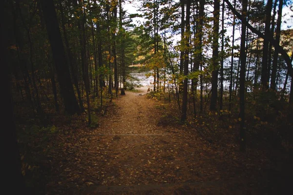 Ένα Χαμηλό Πλάνο Ενός Όμορφου Δάσους Στο Οντάριο Του Καναδά — Φωτογραφία Αρχείου