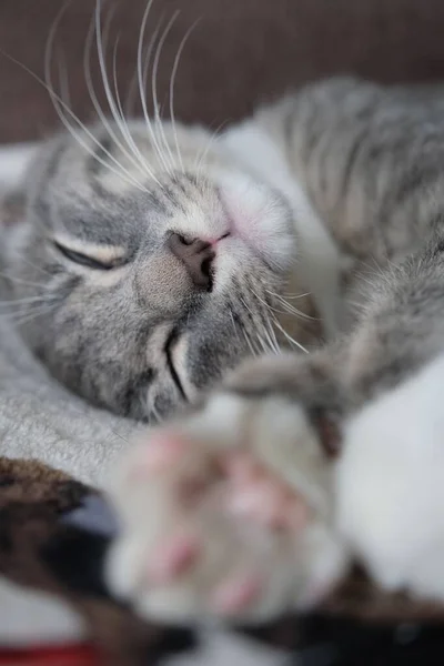 Kočka Spící Pohovce — Stock fotografie