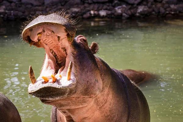 A hippopotamus with open mouth in the water