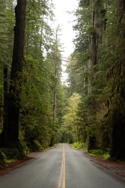 Uma Estrada Asfalto Cercada Por Árvores Verdes Exuberantes Parque Nacional — Fotografia de Stock