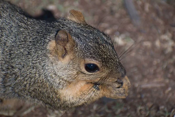 Eine Nahaufnahme Eines Braunen Eichhörnchenkopfes — Stockfoto