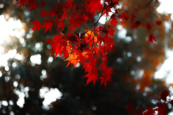 Closeup Tree Branches Autumn Leaves — Stok fotoğraf