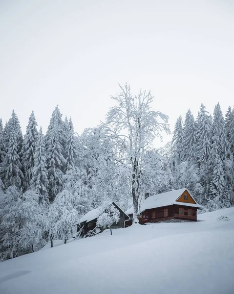 在寒冷的冬日里 两栋木房子和被雪覆盖的高云杉的垂直镜头 — 图库照片