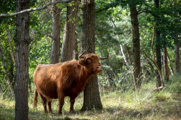 Scottish Highlander Woods — Stock Photo, Image