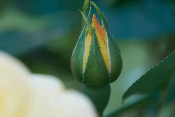 Ένα Όμορφο Κοντινό Πλάνο Ενός Μπουμπούκι Τριαντάφυλλο Ένα Θολό Φόντο — Φωτογραφία Αρχείου