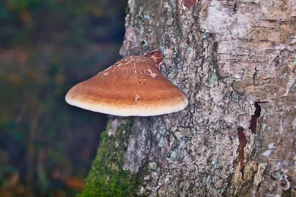 木の幹に生えている多孔質のクローズアップ — ストック写真
