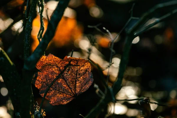 Прекрасный Вид Сухой Оранжевый Осенний Лист Посреди Ветвей Деревьев — стоковое фото