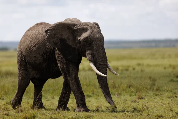 Samiec Słonia Spacerujący Masai Mara Kenia — Zdjęcie stockowe
