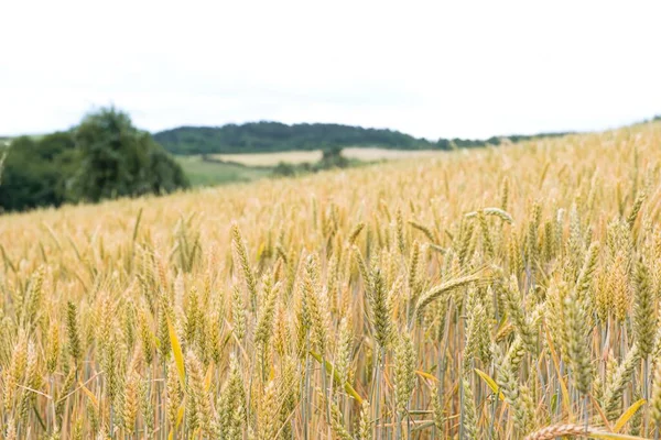 Крупный План Пшеничных Растений Растущих Сельском Поле — стоковое фото