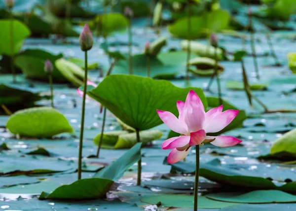 Foyer Sélectif Lotus Portant Des Noix Nelumbo Nucifera Dans Étang — Photo
