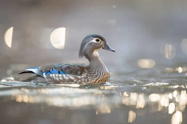 一只可爱的小鸭在平静的湖中漂浮时的特写镜头 — 图库照片