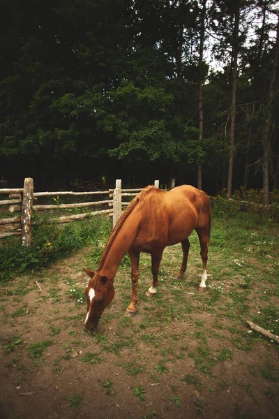 Vertical Shot Cute Grazing Horse Stable Ontario Canada Blurred Background — Stock Photo, Image