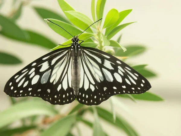 Primer Plano Adorable Gran Árbol Ninfa Mariposa Sobre Hojas Plantas —  Fotos de Stock