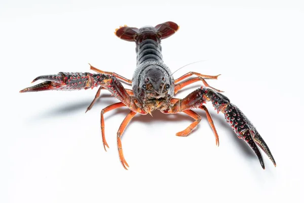 Close Caranguejo Procambarus Clarkii Fundo Branco — Fotografia de Stock
