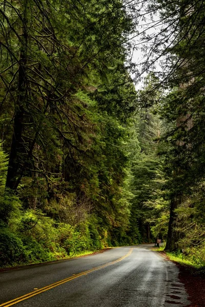 アメリカ カリフォルニア州のレッドウッド国立公園と州立公園の緑豊かな木々に囲まれたアスファルト道路 — ストック写真