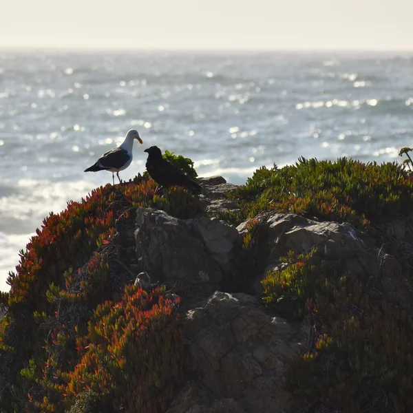 캘리포니아 브래그 해변에서 갈매기와 까마귀 — 스톡 사진