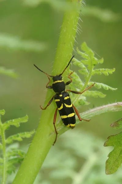 Escarabajo Cuerno Largo Imitador Avispa Clytus Arietis Encaramado Una Planta — Foto de Stock