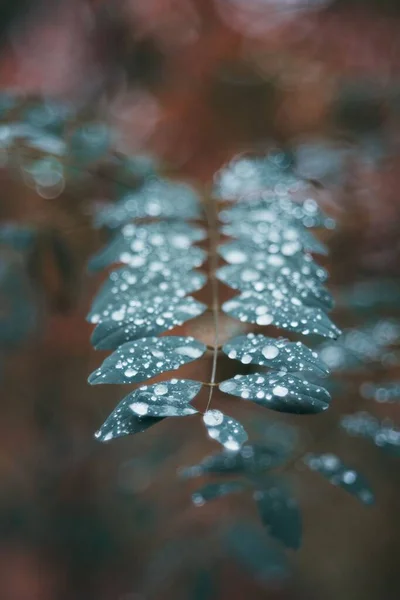 고사리 식물의 아름다운 꽃봉오리 — 스톡 사진