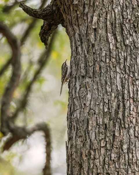 木の幹の上に上にヒットブラウンクリーパー セルシアアメリカ 鳥の垂直ショット — ストック写真