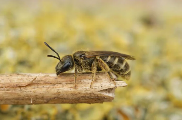 Closeup Female Furrow Bee Edge Small Wooden Log — Stock Photo, Image
