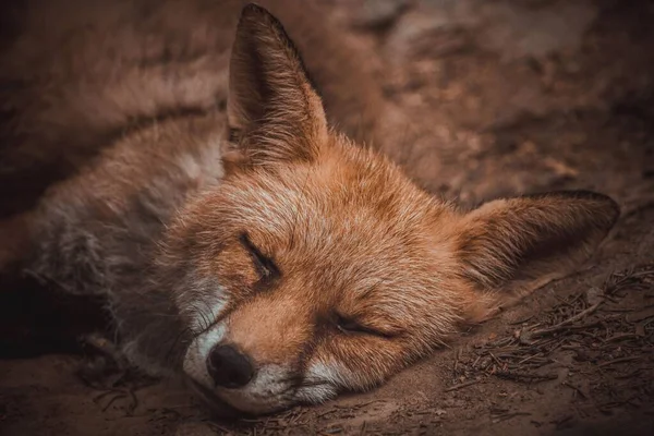 Closeup Cute Sleeping Fox Ground Zoo — Stock Photo, Image