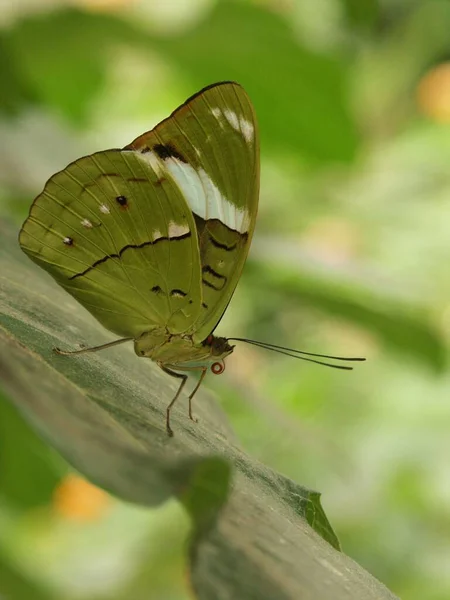 一只美丽的大型热带蝴蝶的垂直特写 背景模糊 有绿色的大翅膀 — 图库照片