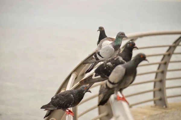 海滩上栖息在栅栏上的鸽子的航拍图 — 图库照片