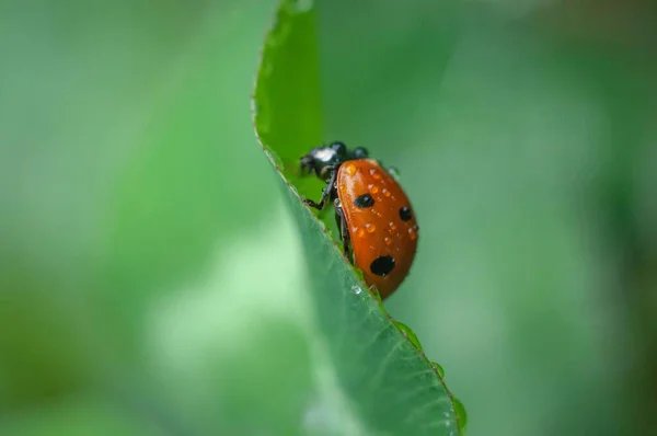 Closeup Lady Bug Dew Green Leaf — Stock Photo, Image