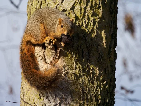 Tiro Close Esquilo Mastigando Uma Bolota Tronco Árvore — Fotografia de Stock