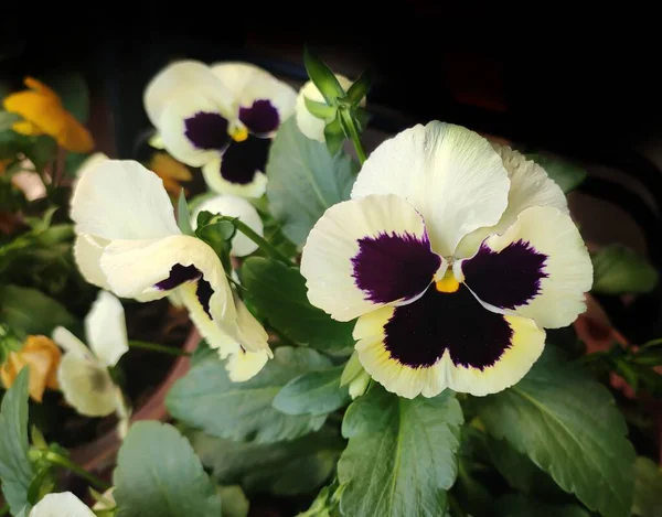 Planta Que Florece Pensamiento Jardín Nombre Científico Viola Tricolor Var —  Fotos de Stock