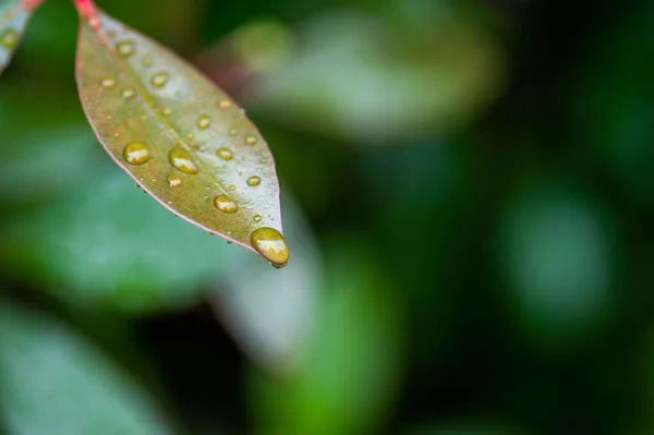 背景に雨が降った後のぬれた葉の塊のショット — ストック写真