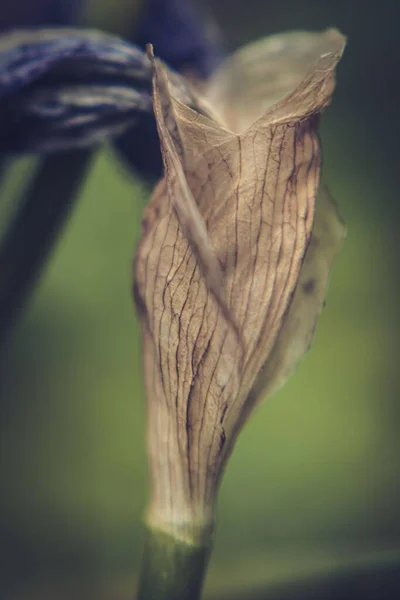 Κάθετη Μακροσκοπική Λήψη Ενός Μαραμένου Λουλουδιού Πάνω Από Πράσινο Φόντο — Φωτογραφία Αρχείου