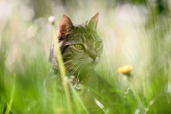 영국의 몸집의 고양이 마리가 아름다운 천연풀을 배경으로 포즈를 취하고 — 스톡 사진