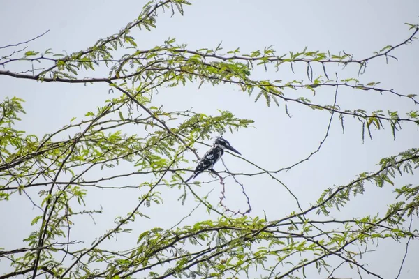 木の枝にある美しいカワセミの鳥 — ストック写真