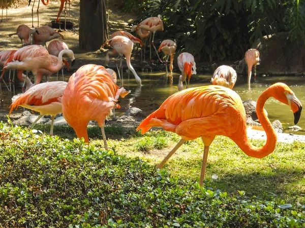 Grupp Ljusa Flamingos Fältet Med Flod Bakgrunden Solig Dag — Stockfoto