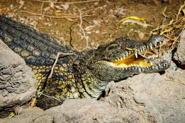 Krokodil Med Öppen Mun Marken — Stockfoto