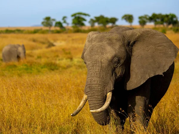 一个非洲丛林象在日光下在金色的田野里走来走去的特写镜头 — 图库照片