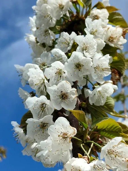 Plan Vertical Fleurs Cerisier — Photo