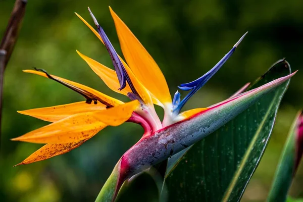 Primer Plano Las Florecientes Aves Naranjas Tropicales Flores Paradisíacas — Foto de Stock