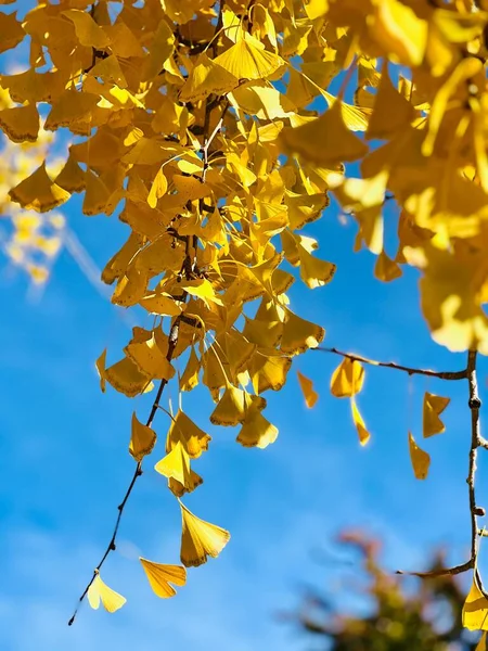 青い空に対して美しい黄色の葉を持つ木の小枝の低角度ショット — ストック写真