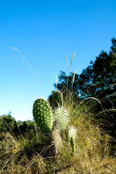 Vertikal Bild Kaktusväxter Ett Fält Solig Dag — Stockfoto