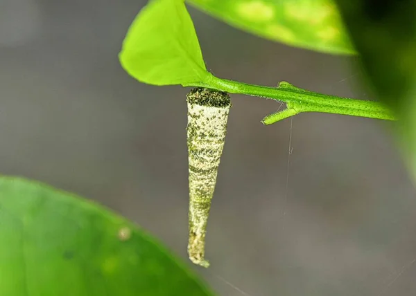 Close Shot Larval Case Psychidae Moth — Stock Photo, Image