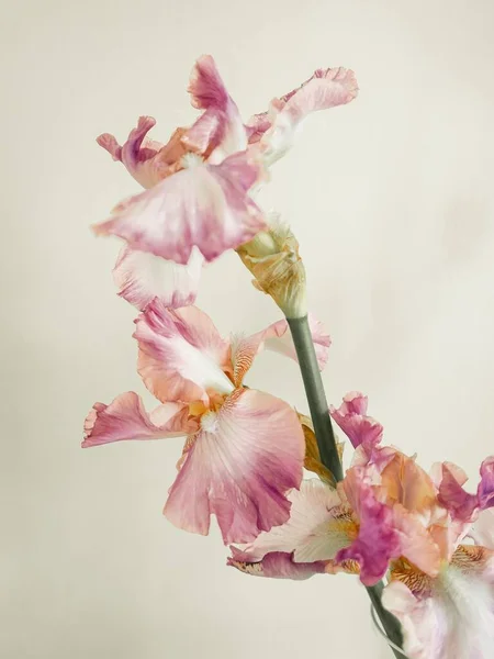 Primo Piano Verticale Iride Rosa Tedesca Iris Germanica Con Una — Foto Stock