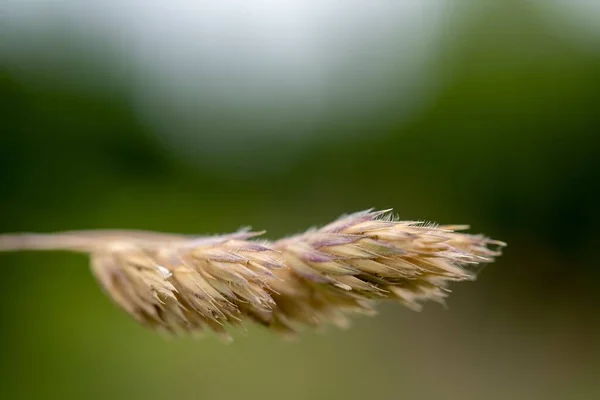 Макро Снимок Дикой Пшеницы Выделенной Зеленом Фоне — стоковое фото